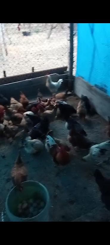 Salam aleykum.Mayalı kənd yumurtası.Təbii otnan bugdaynan bəslənən lalafo.az -da Salam aleykum.Mayalı kənd yumurtası.Təbii otnan bugdaynan bəslənən