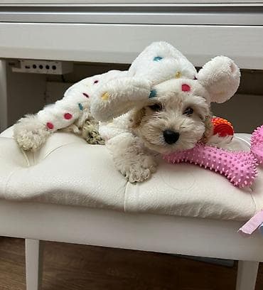 pudel satilir 2020: Pudel, 3 ay, Erkek, Peyvəndli, Pulsuz çatdırılma — 3