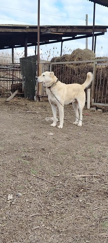 Alabay, 1 il, Erkek, Ünvandan götürmə lalafo.az -da Alabay, 1 il, Erkek, Ünvandan götürmə