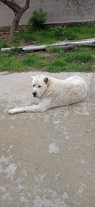 ev iti ucuz: Alabay, 8 ay, Erkek, Ünvandan götürmə — 8