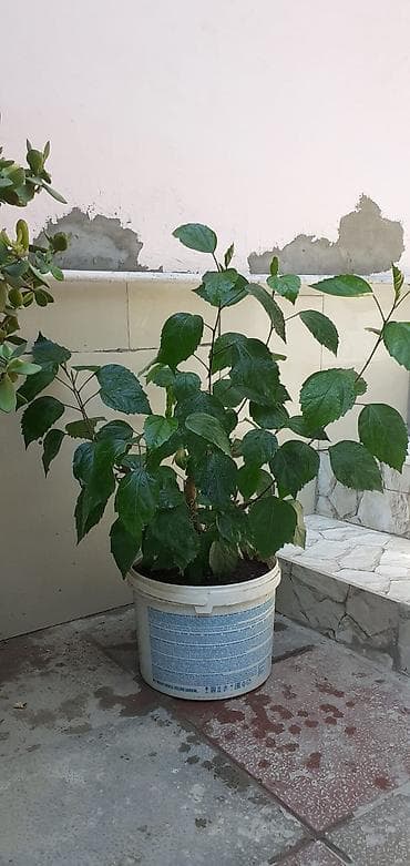dekorativ agaclar: Böyük ölçülü saksı bitkiləri - Qazonlu ətirşah deyil, ətli yarpaqlı — 3