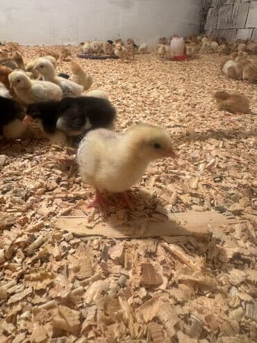 Daraq panellər: Video çəkiliş | Yerinə gəlməklə | Video reklama — 3