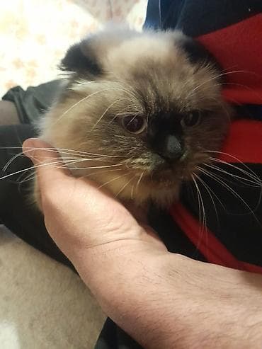 pişik alıram: Himalay siam qarisiqi pişik 
 8 ayliq — 2