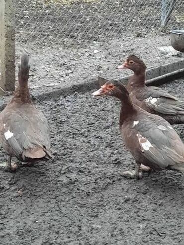 cuceye verilen adlar: Sağlam krasnodar ordekler. 2 Fərə 1 Xoruz, damazligdir yerim — 2