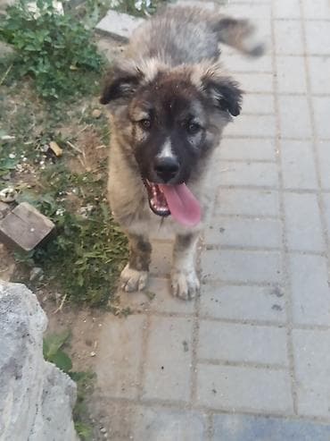 erkek it adlari azeri: Qafqaz çoban iti, 2 ay, Erkek, Ünvandan götürmə, Ödənişli çatdırılma — 6