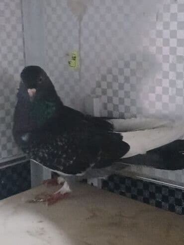 Məhsul: Göyərçin Təsvir: - Rəng: qara-şabalıdı bədən, sinədə yaşıl lalafo.az -da Məhsul: Göyərçin Təsvir: - Rəng: qara-şabalıdı bədən, sinədə yaşıl