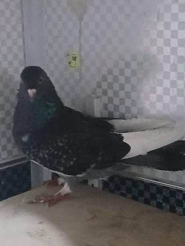 Птицы: Məhsul: Göyərçin Təsvir: - Rəng: qara-şabalıdı bədən, sinədə yaşıl — 1