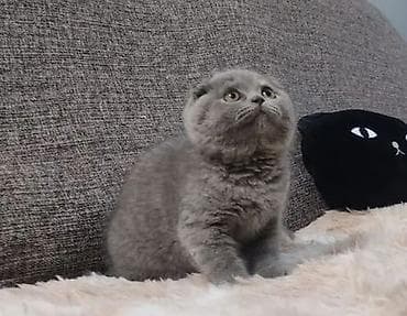 ov iti satisi: Boz tüklü balaca pişik balası - Növ: Ev pişiyi (balaca) - Rəng — 7