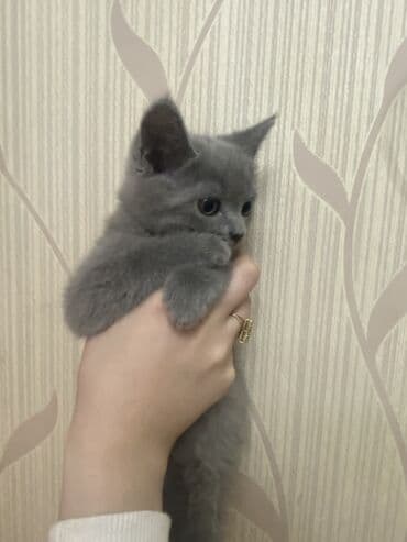 pişik sahiblendirme: 🐾 Britan Blue balaları satışdadır! Ev şəraitində böyüdülmüş, çox sakit — 2