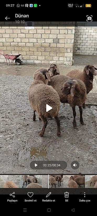 Atlar: Əmlik quzulardi 3 erkey 2 dişi qizilqulaq sortudu siyezendedi — 2