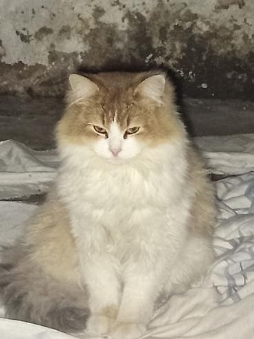 bengal pisiyi qiymeti: Britan yastı qulaq, Dişi, Yaxşı əllərə, Pulsuz çatdırılma — 1