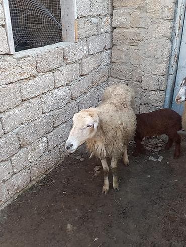 hindusqa satisi: Təmiz qaradolaq sortu yanı balalı qoyun satılır. Balası erkəkdi. Tam — 2