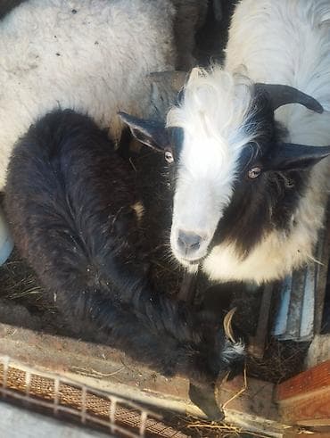 Qara-ağ rəngdə iki baş keçi satılır. Xüsusiyyətlər: - Cins: yerli