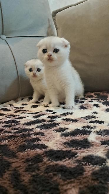 шиншилла: Шиншилла — 3
