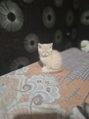 heyvanlar pişik: Şotland yastı qulaq, Yaxşı əllərə — 7