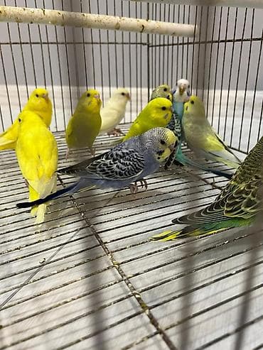 it bazari hardadi: Volnist balalar 10 denedi 4 erkey 6 disi Coxu rainbow qanidi — 3