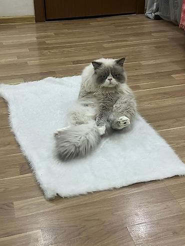 helep kecisi: Ağ balaca pişik balası – mavi gözlü, tükləri yumşaq və sıx. Üzündə və — 10