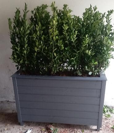 dibçekde güller: Sifariş vere bilərsiz gulu ilə birge Ölcusu 100x30x50 dipçek Bitkinin — 9