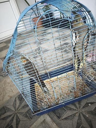 quşlar: Tecili satılır 2 eded tutu quşu bir erkek bir dişi 1 yaşndadlar riyal — 2