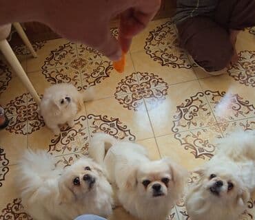 ovcarka balası: Pekines — 3