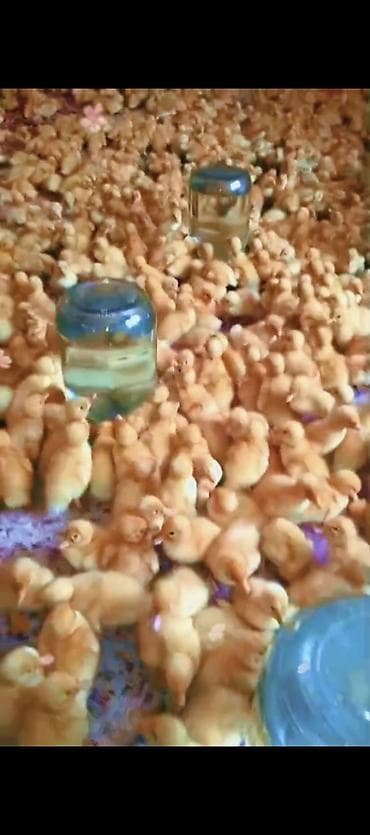 Ördək balaları satilur