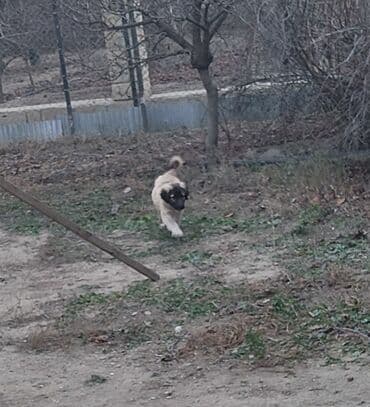 Akvariumlar: Peyvəndli — 2