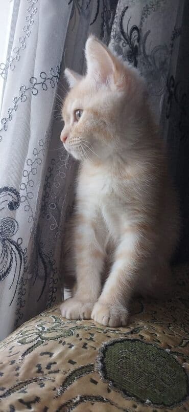 Heyvanlar üçün mallar: Şotland uzun tüklü, Erkək, Yaxşı əllərə, Pulsuz çatdırılma — 2