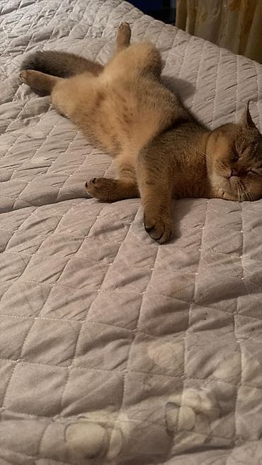 pişik qara: Britan, Erkək — 1