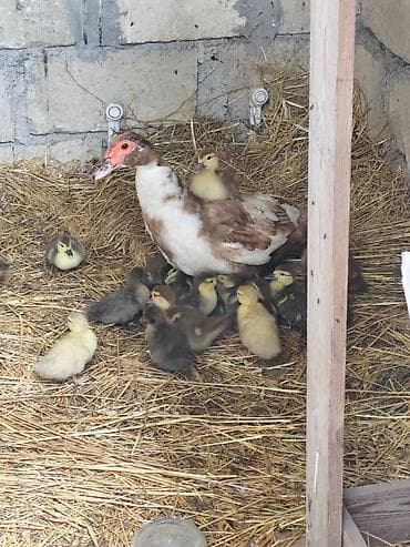 cex quşlar: SALAM XAÇMAZDA HƏR CÜRƏ CİNS DAMAZLIQ LAL ÖRDƏKLƏR SATILIR BÖYÜK — 5