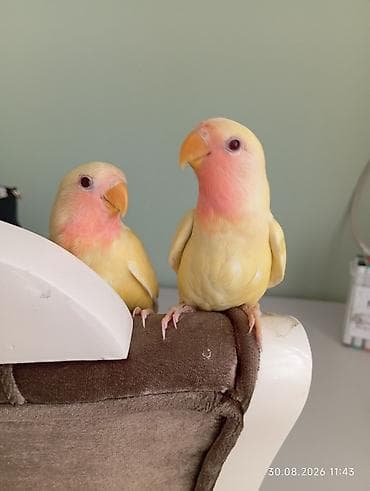 geref qus: 🐦 Sevgi (nerazlucnik) papuqayı balaları satılır 🐣 1 ay yarımlıqdılar — 8