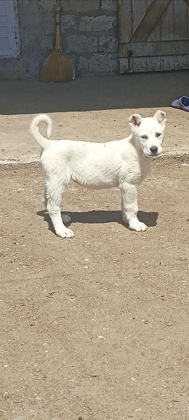 pitbul satanlar: 2 ay, Dişi — 1