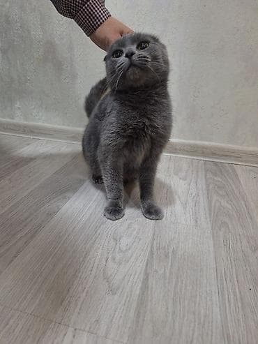 pişiy adları: Şotland, Dişi, Yaxşı əllərə, Ünvandan götürmə — 3