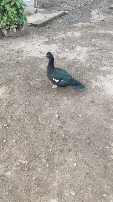 Amerikan lal ördəyi adı yerli lal ordeklərle bir tutmayın təmiz qan lalafo.az -da Amerikan lal ördəyi adı yerli lal ordeklərle bir tutmayın təmiz qan