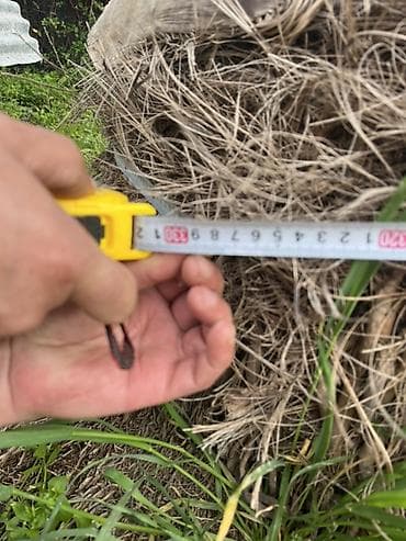 декор дерево: Məhsul: Dekorativ palma ağacı (Washingtonia robusta tipli fan-palma) — 3