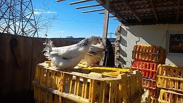 toyuq dami: COLPALAR 7MANATDI COX GÖTÜRENE 6MANAT 50Lİ QƏPİY OLACAQ ÜNVAN — 2