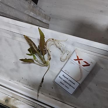 akvarium satisi: Akvarium bitkileri satilir ve ya barter olunur — 2