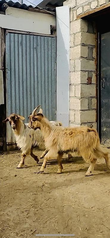 heyvan şekilleri: Satlıq keçilər – 2 baş erkek cepış temız etı 10 kq - Cins: yerli — 2