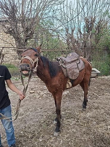 Atlar: Yük və minik üçün at - Rəngi: qəhvəyi, qara yal və quyruq - Quruluş — 1