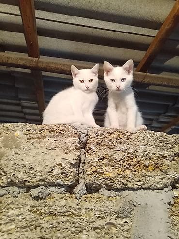 Türk anqora, Erkək, Cütləşmə üçün, Ödənişli çatdırılma