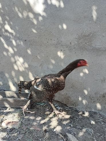 hind qusu daqestan sortu: Toyuq cücələri, Damazlıq — 4