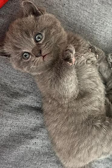 pisik ucuz: Britan — 4