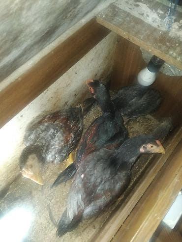 сетка для клетки попугая: Куриные цыплята, Для разведения — 5