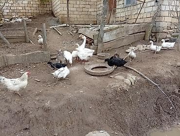 kuban ordeyi: Erkək, Damazlıq, Ödənişli çatdırılma — 4