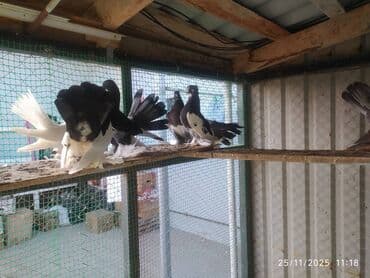 en cox yumurta veren toyuqlar: Tam sağlam quşlardır — 9