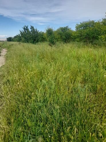 şərifzadə kucəsində satılan evlər: Kənd təsərrüfatı — 1