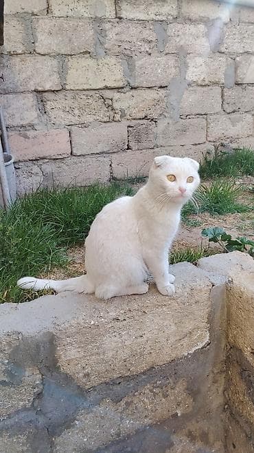 Şotland yastı qulaq, Dişi