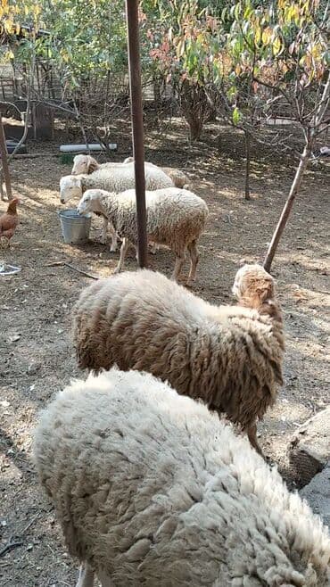 quzu satan: Məhsul:Quzular Təsvir: - Şəkillərdə gördüyünüz kimi 9baş tam sağlam — 2