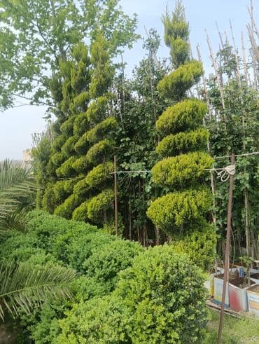 саженцы малины тарус: Qazon landşaft #qazon #torf #torf250litrlik Ekolayf #ekolayf balaken — 19