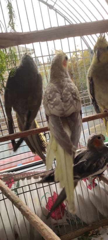 dərzi quşu: Nimfa (cockatiel) tutuquşuları – müxtəlif rəng mutasiyaları ilə - — 3