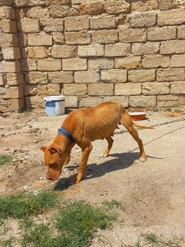 dişi pitbul: Pitbul, 2 il, Dişi, Ünvandan götürmə — 4